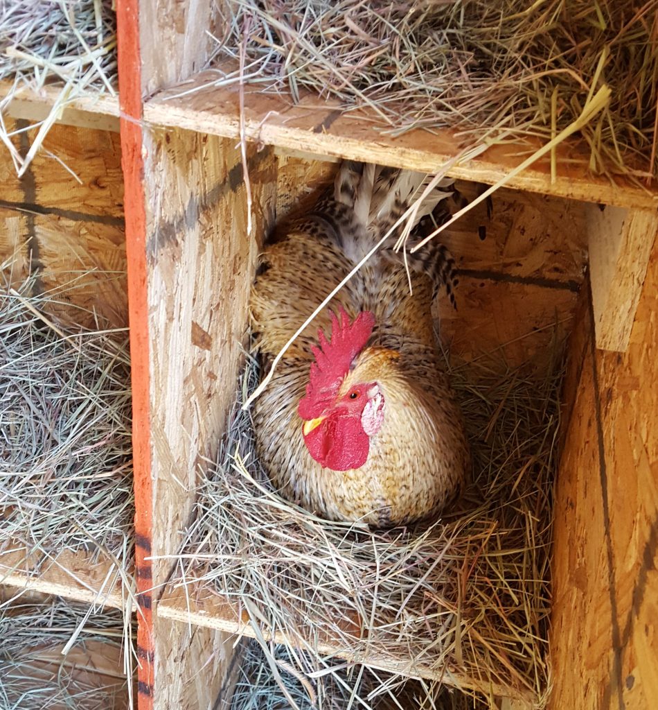 rooster in nesting box