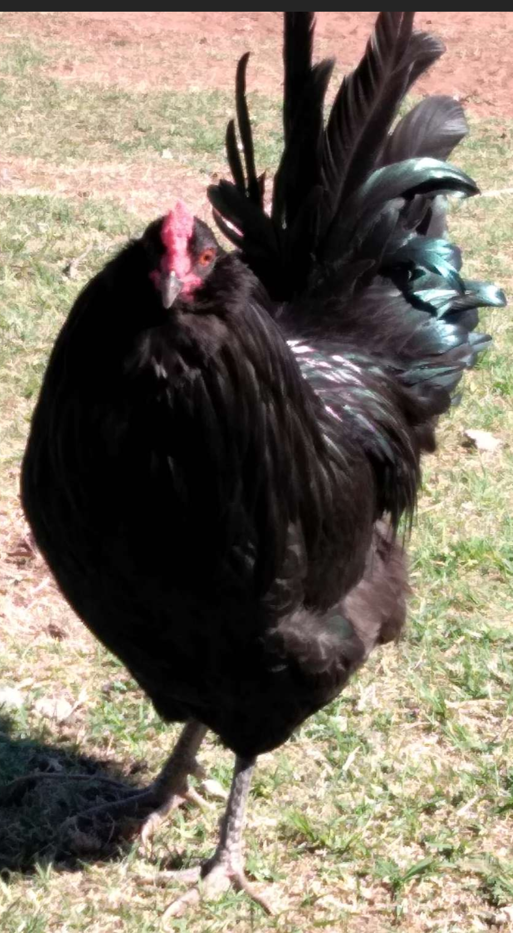 Black Ameraucana rooster standing in a yard