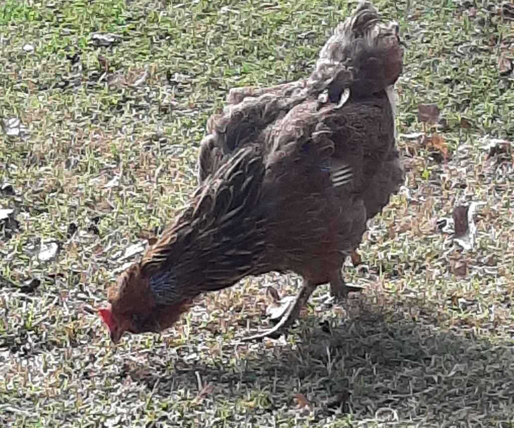 chicken molting on grass