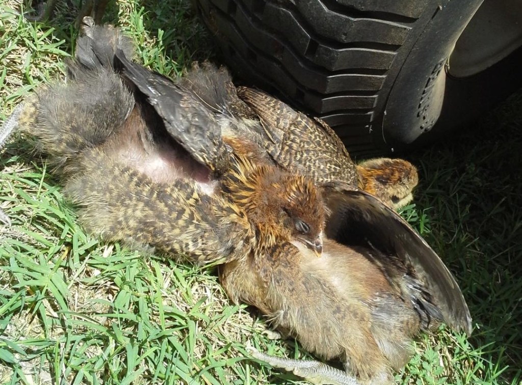 Juvenile Ameraucana Hens going through one of their molts