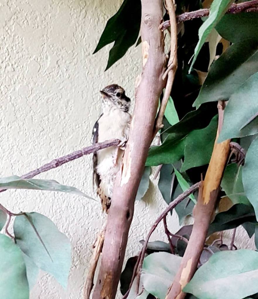 cute picture of baby woodpecker