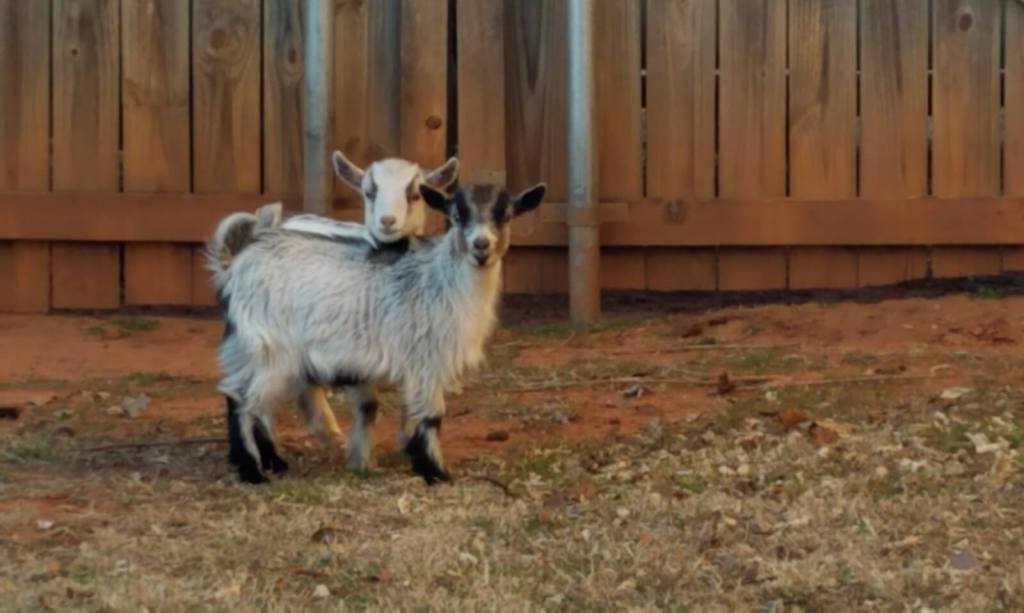 cute goat pair