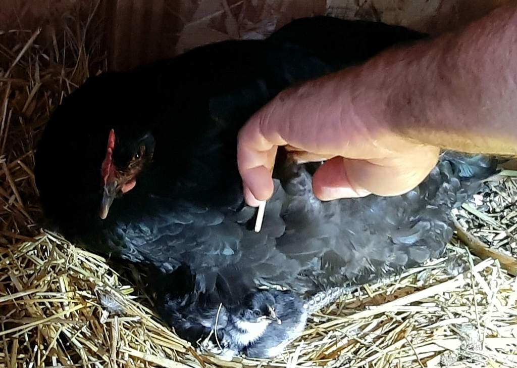 broody Easter Egger hen with chicks