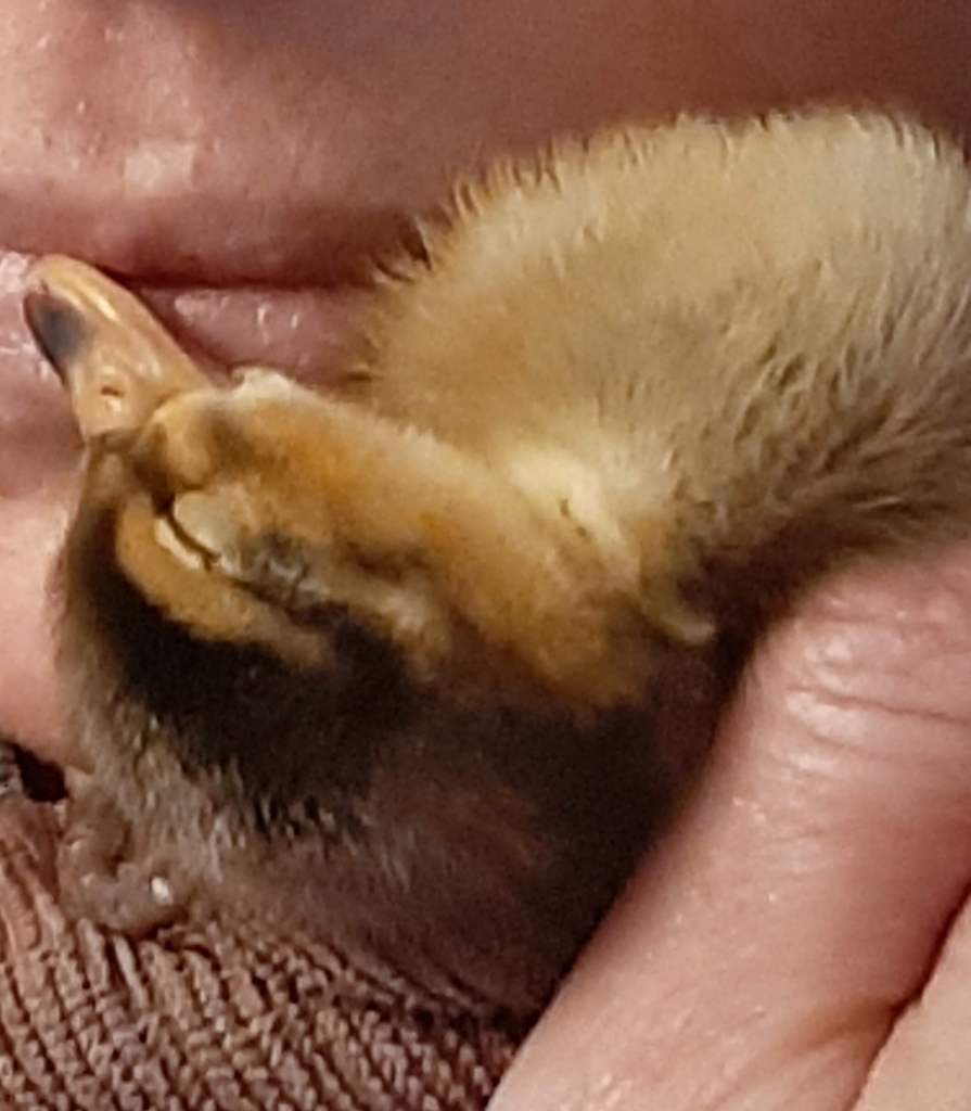 cute picture of baby duck