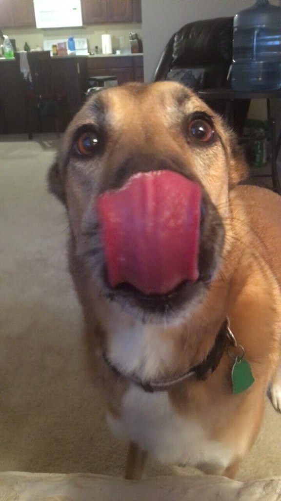very cute picture of dog licking face