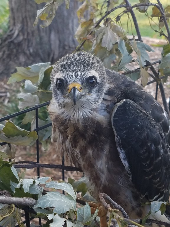 wild baby Mississippi Kite