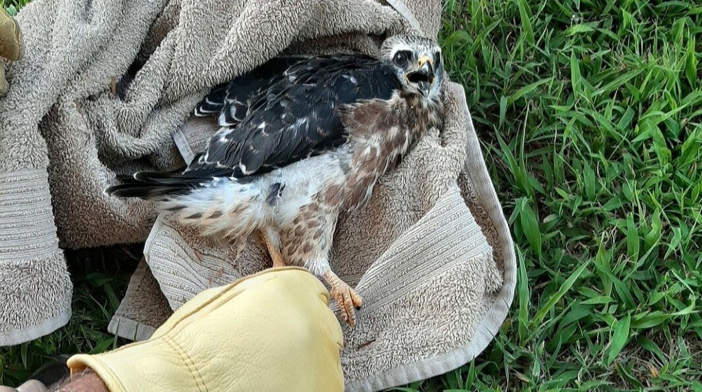 person holding juvenile Mississippi Kite