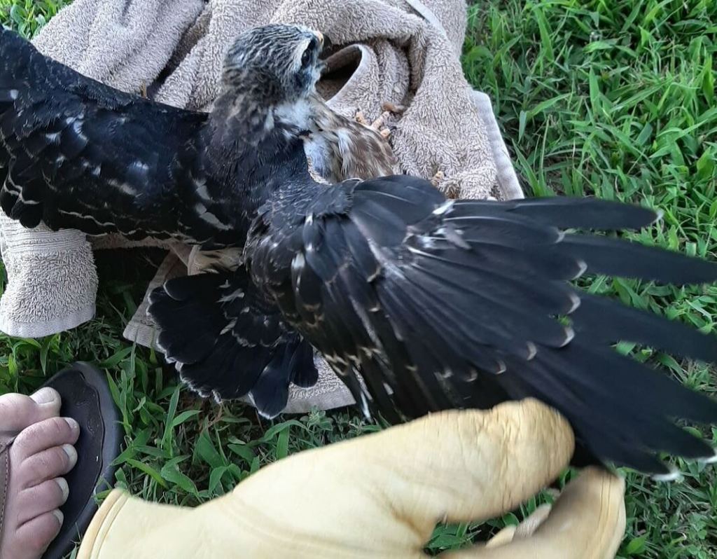juvenile Mississippi kite with wings outstretched