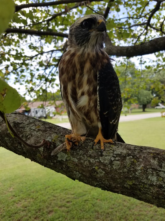 wild, juvenile Mississippi Kite in tree