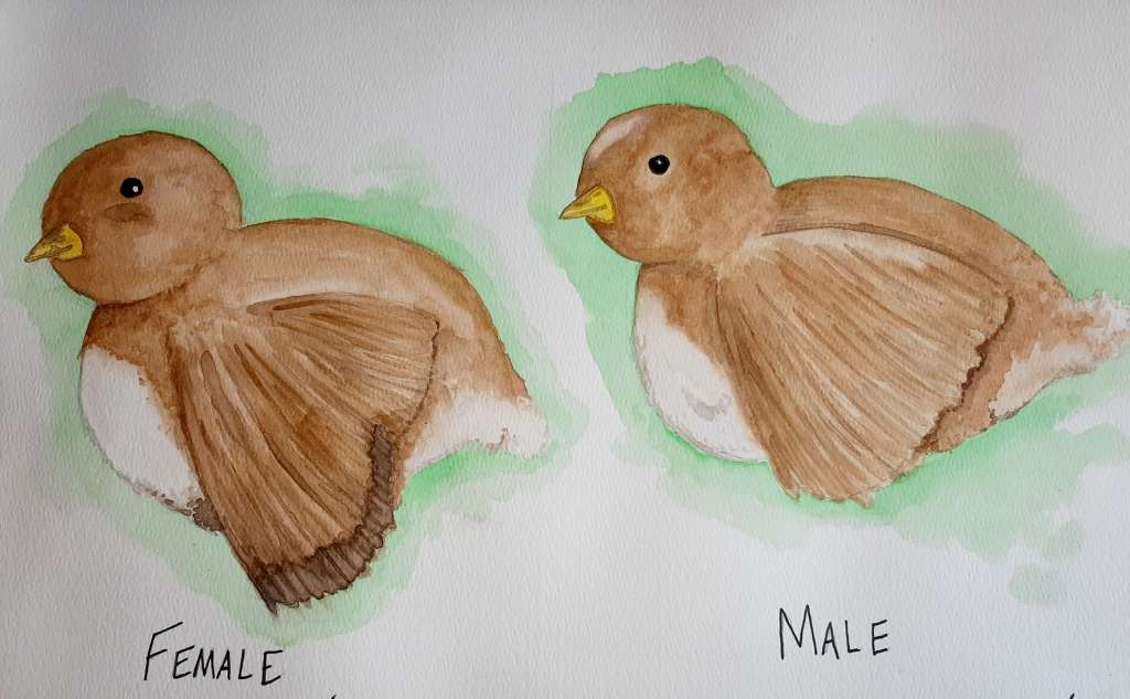 Sketch of 2 chicks with differences pointed out in their wing feathers on how to sex chickens