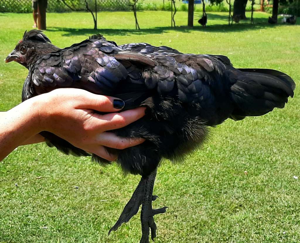 person holding black adolescent chicken in a yard