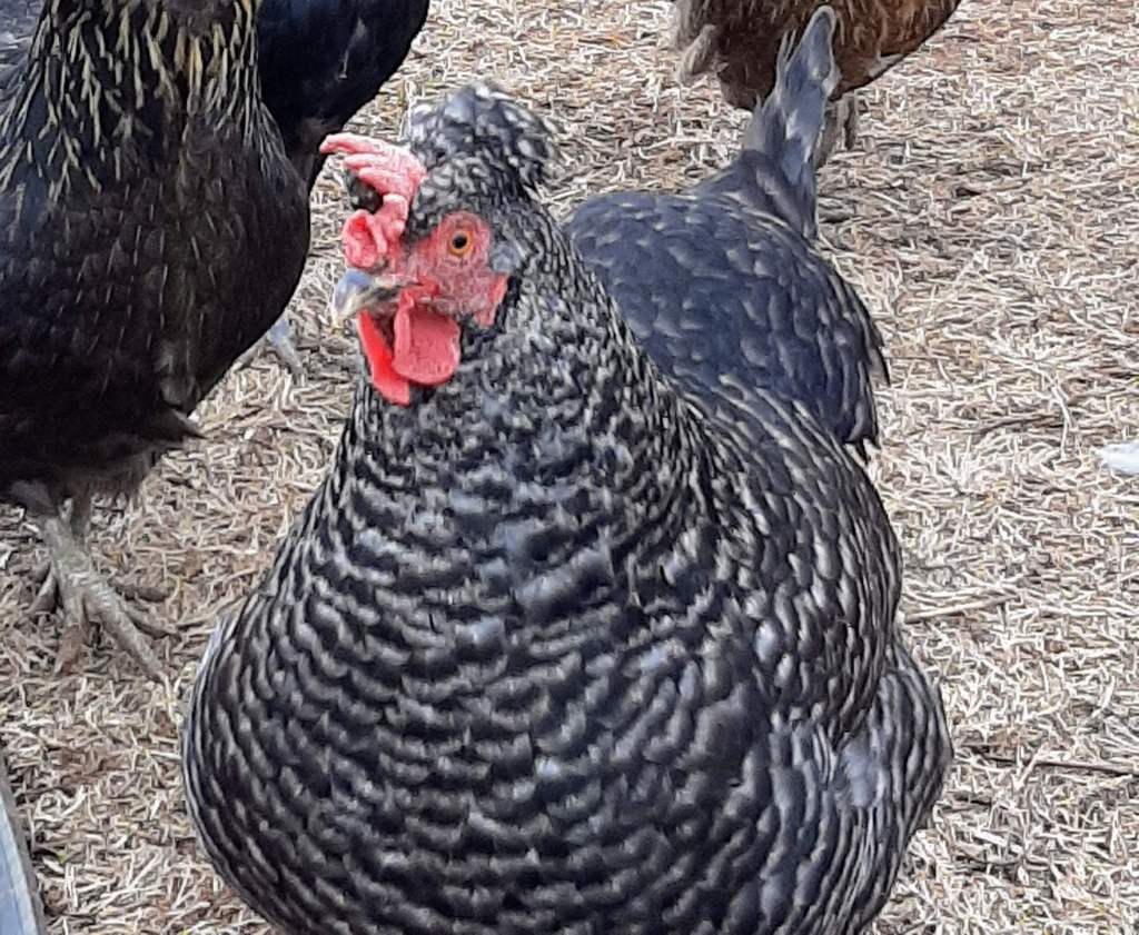 Easter Egger in a yard