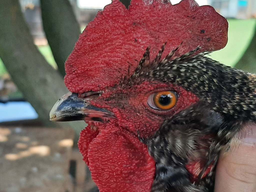 Easter Egger rooster