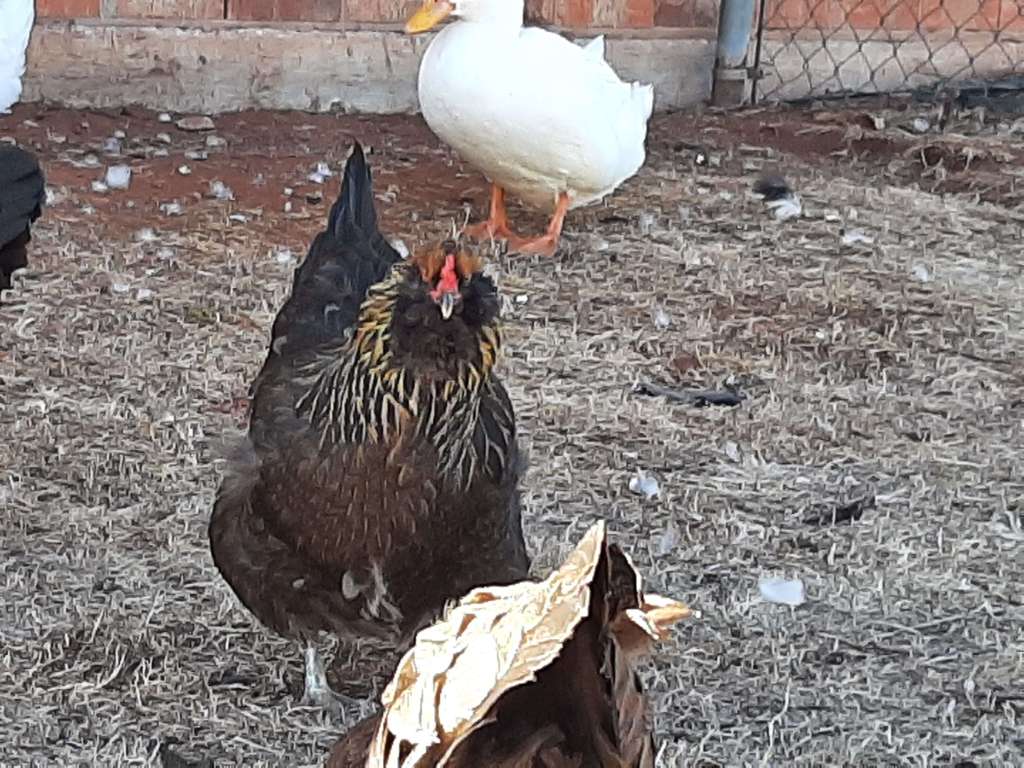 Ameraucana Chicken