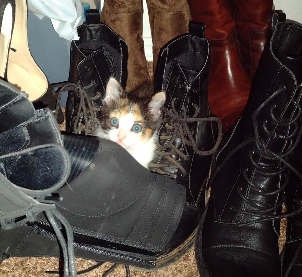 Calico kitten hiding in a closet of shoes