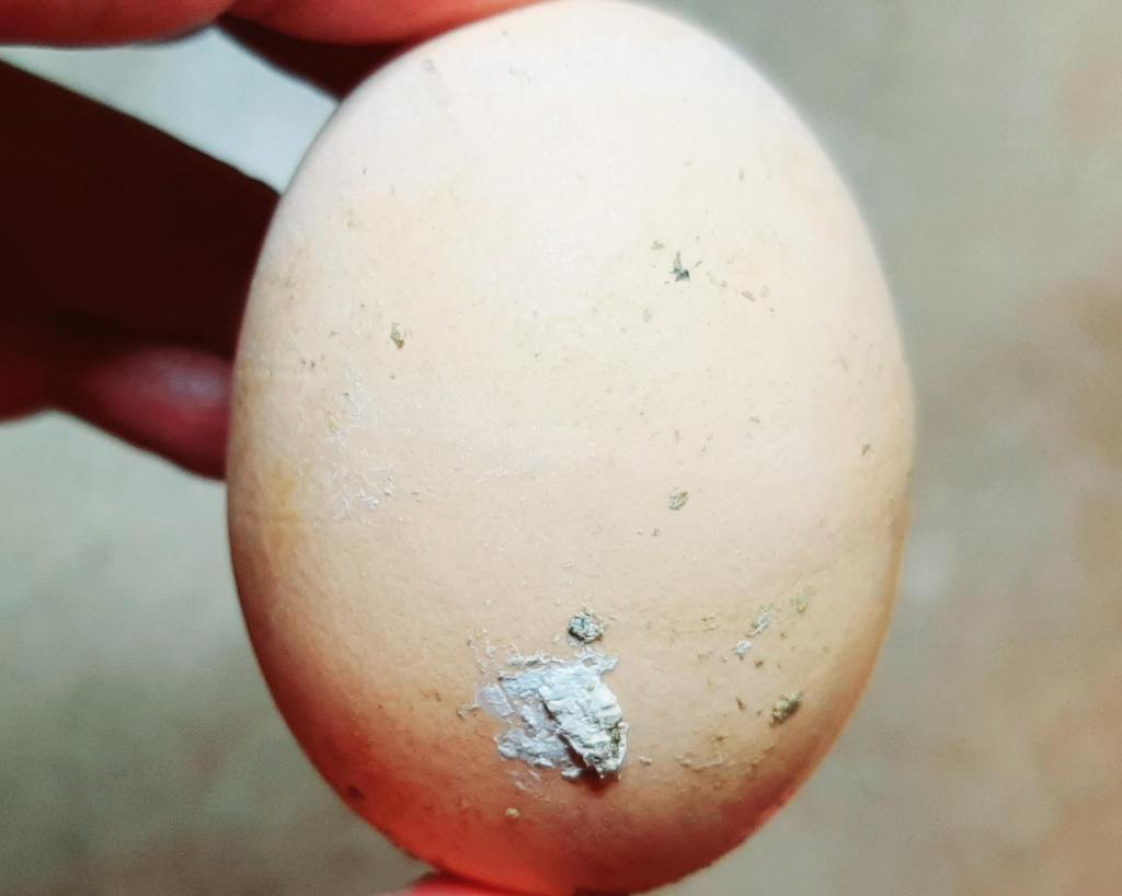dirty brown egg with chicken feces on it