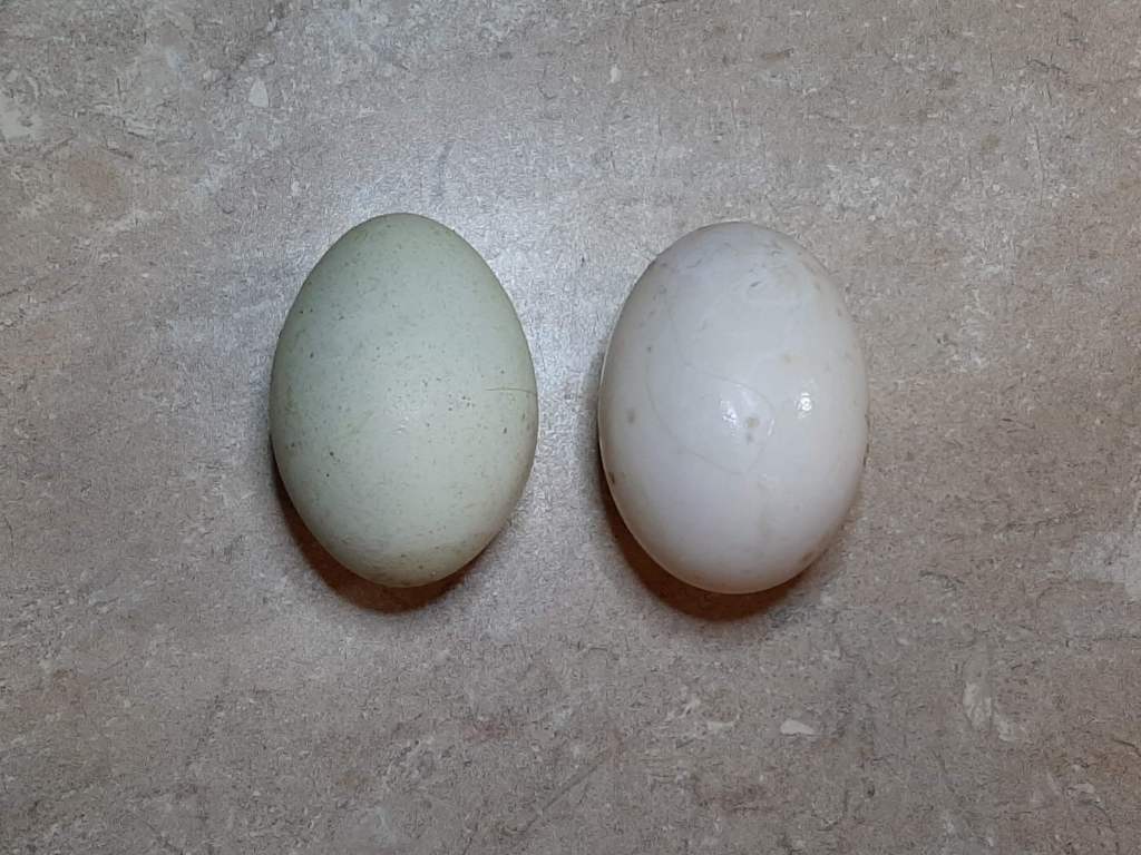 one blue egg, one white egg