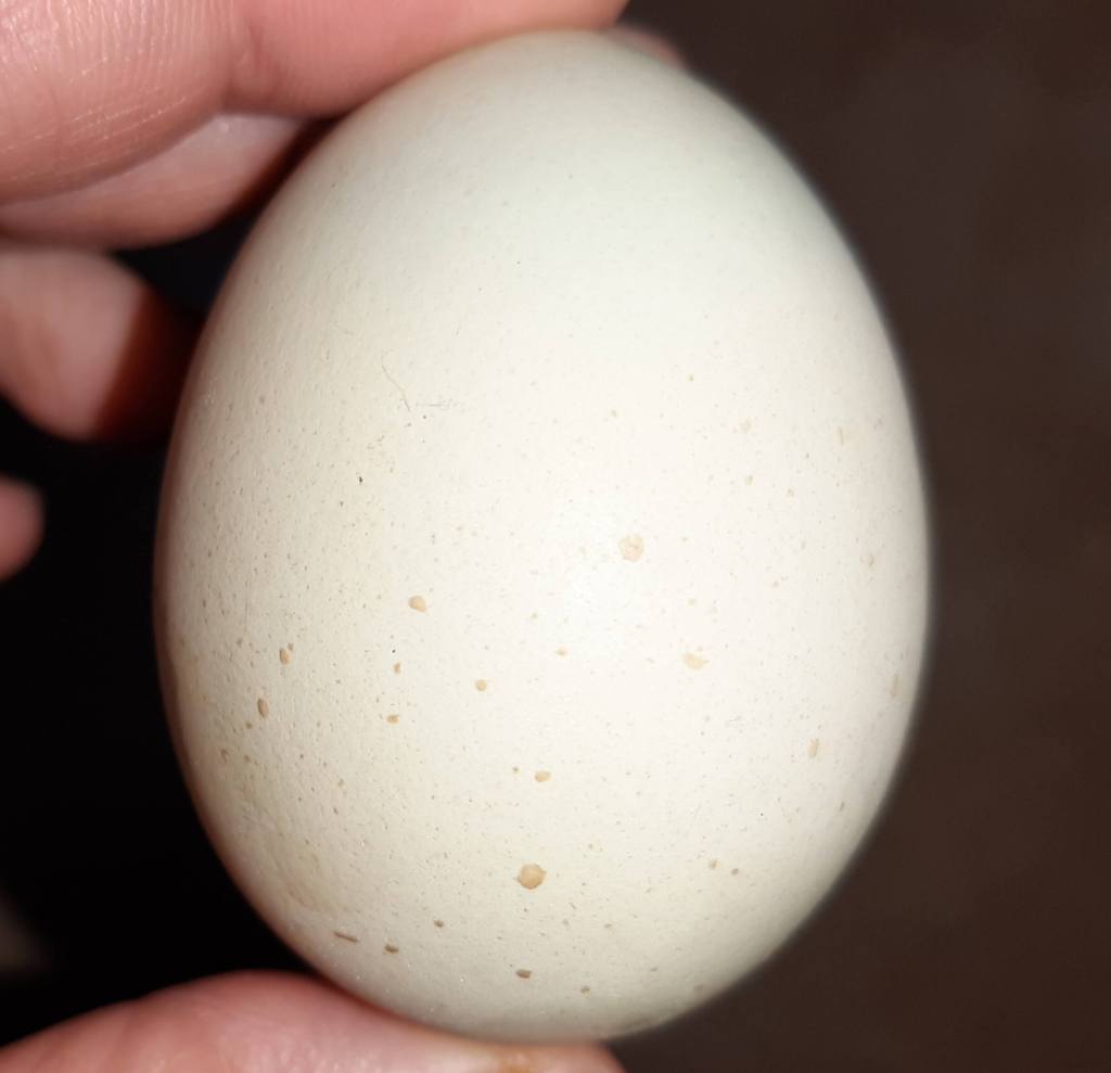 speckled egg