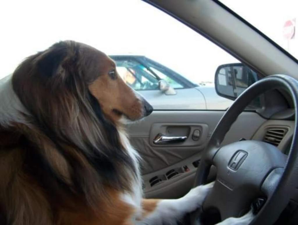 sable and white Shetland sheepdog in driver's seat of car