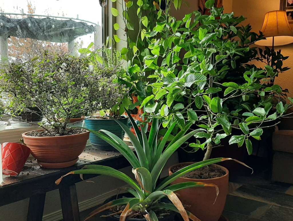 mixture of tropical plants by a picture window with lamp in background