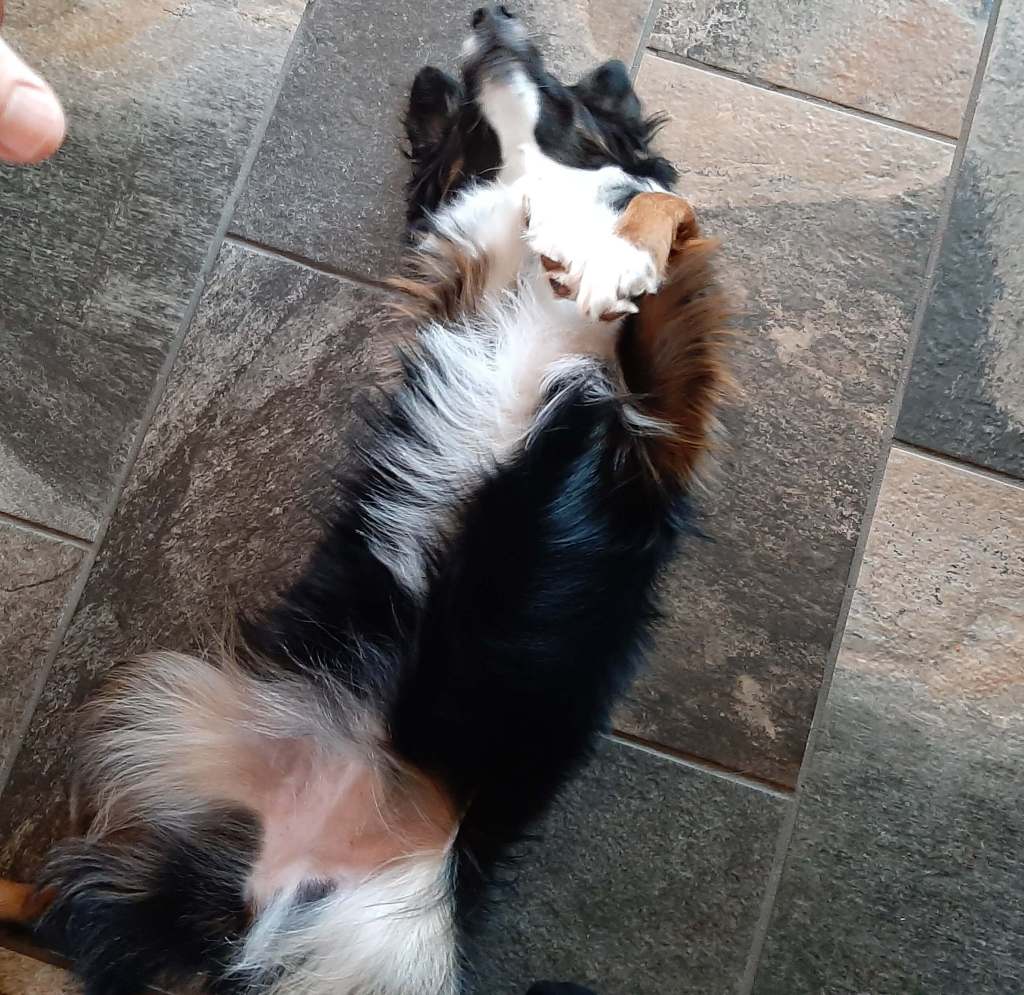 Australian Shepherd on her back in submission