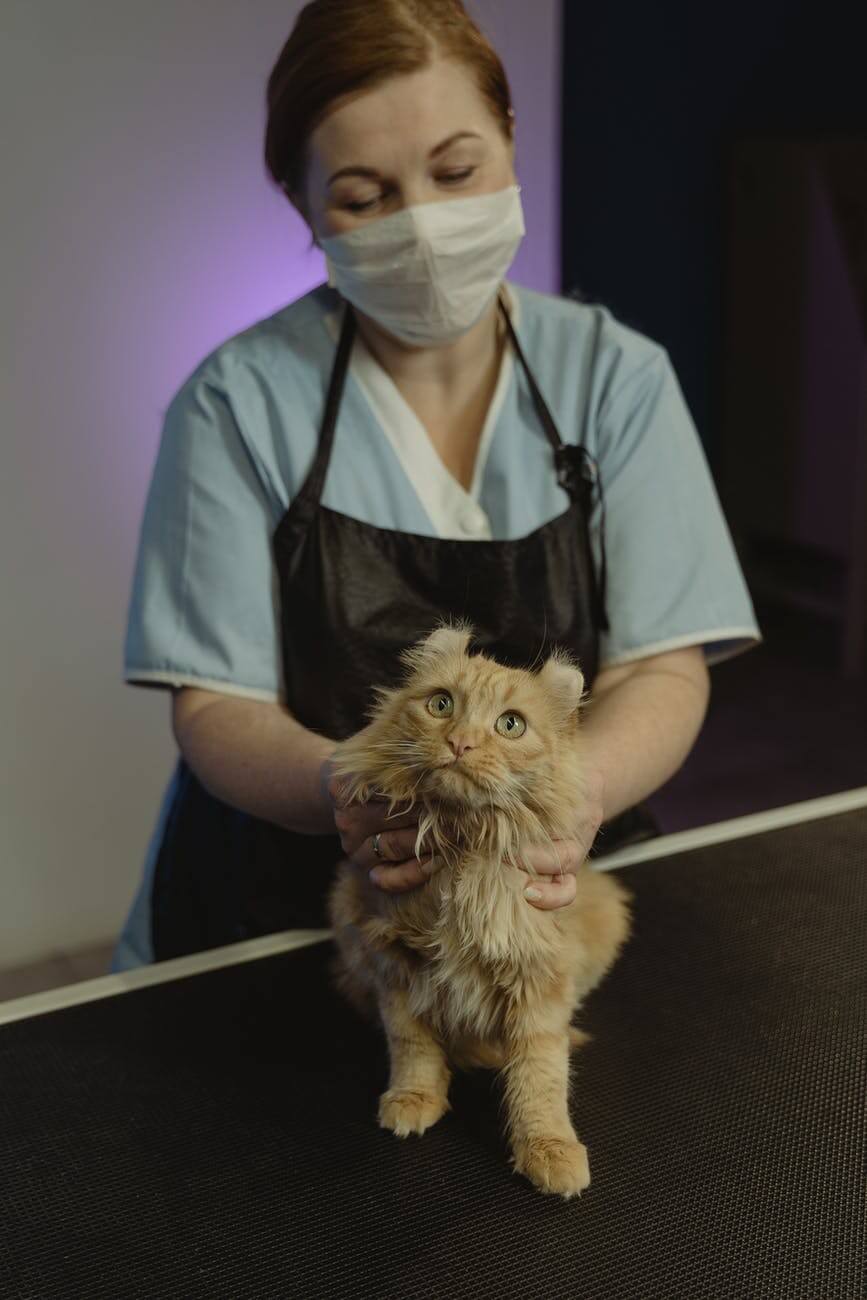 person in blue scrub shirt holding orange tabby cat