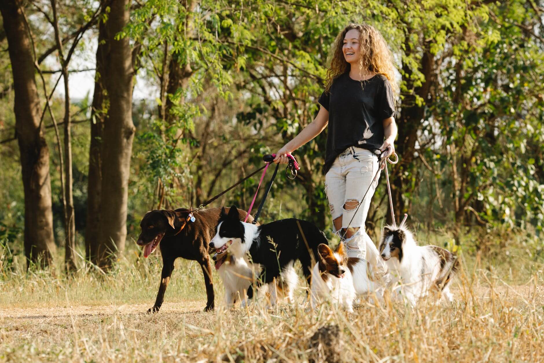 a young woman walking a group of dogs in a park