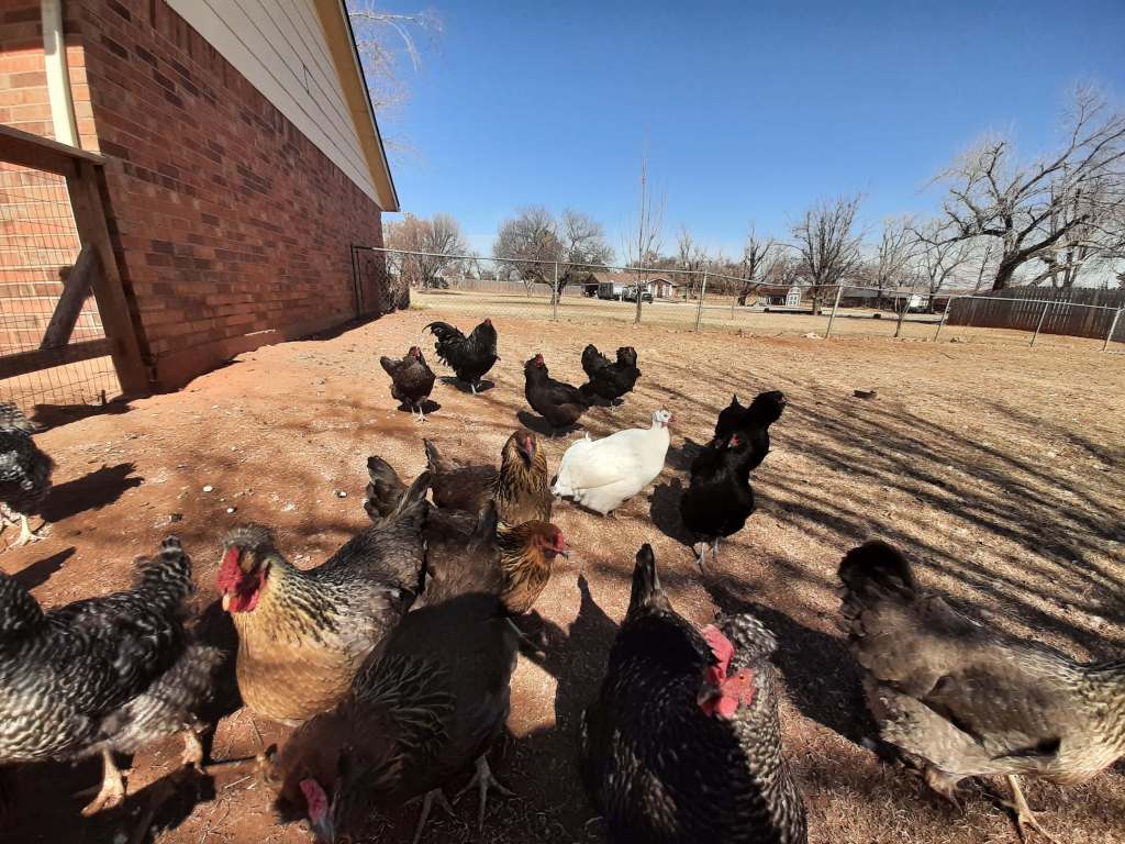 mixed flock of backyard chickens