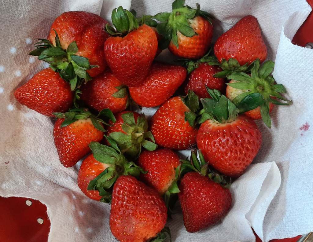 fresh strawberries