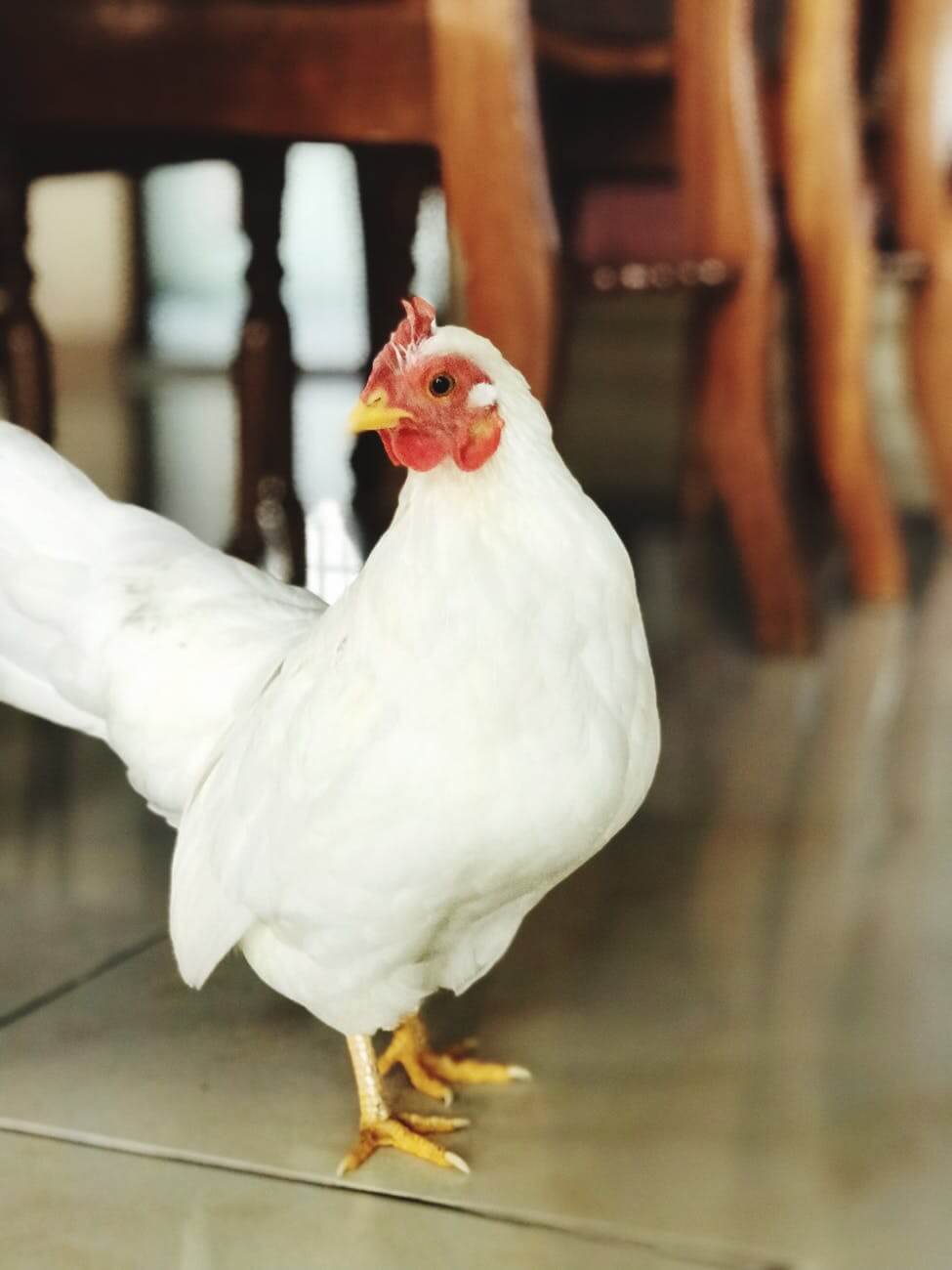 white Leghorn chicken under dining table
