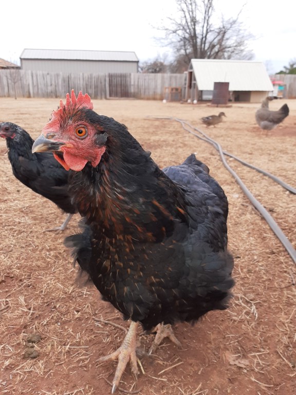 black sex link hen in a yard with coop in the distance