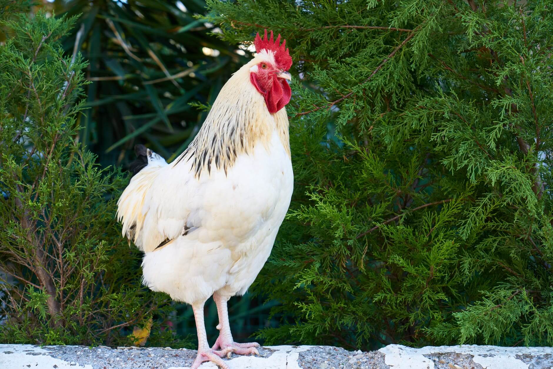 brown and white Sussex rooster on concrete surface
