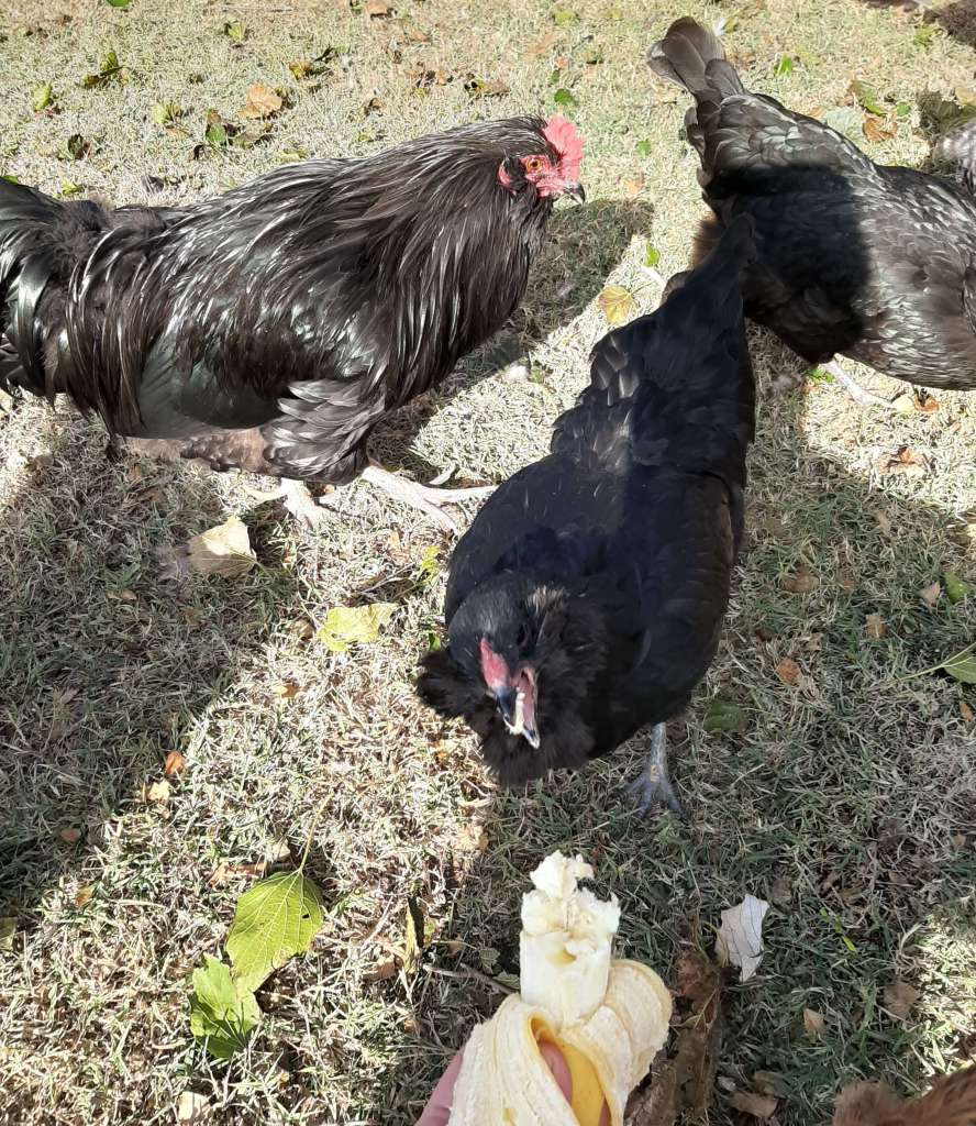 Black Ameraucana hen and rooster eat a banana from person's hand