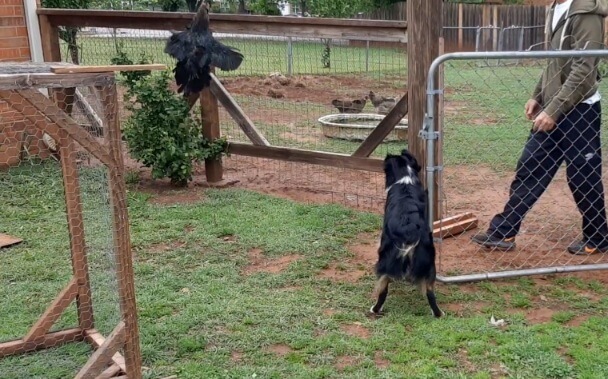 Black Ameraucana rooster flying vertically while dog and person watch