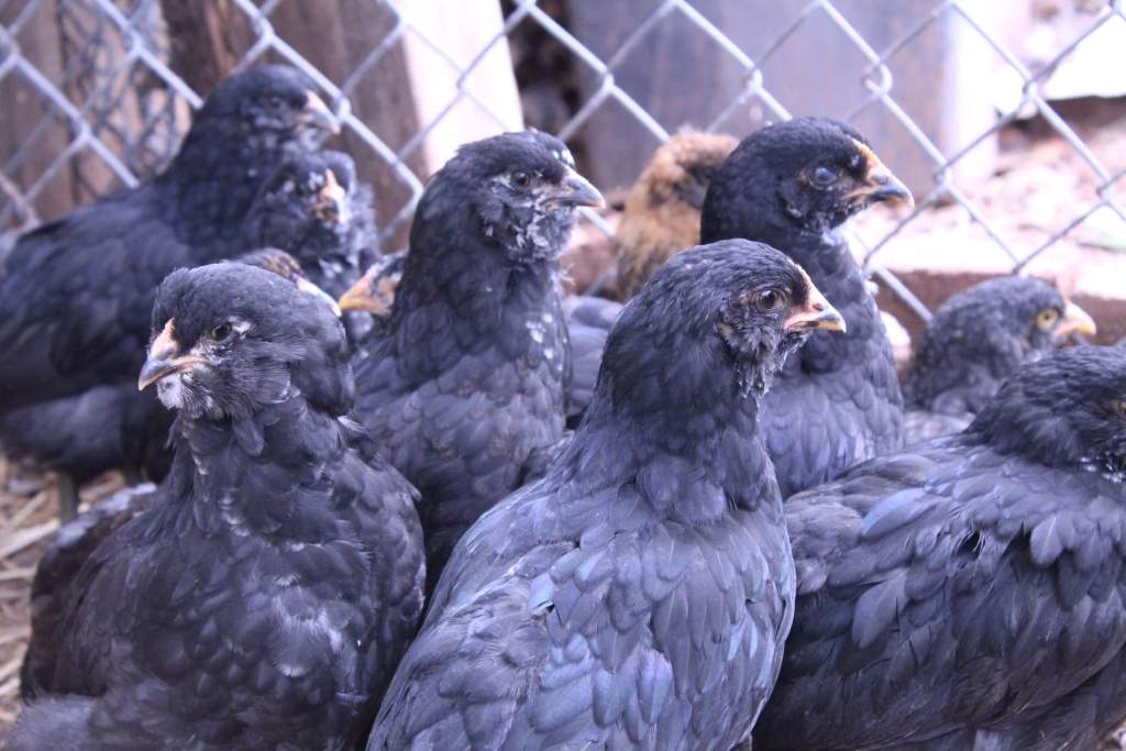 mixed flock of mostly black juvenile chicks