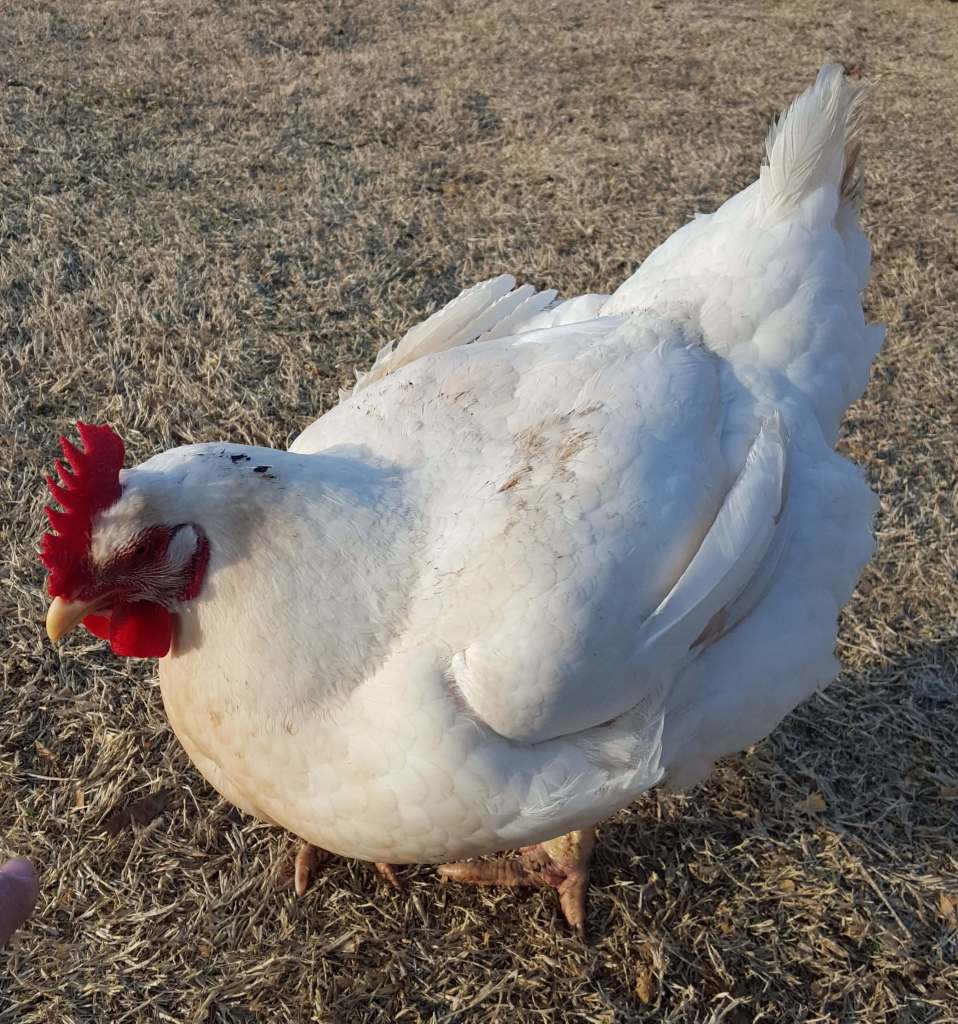 white broiler meat chicken