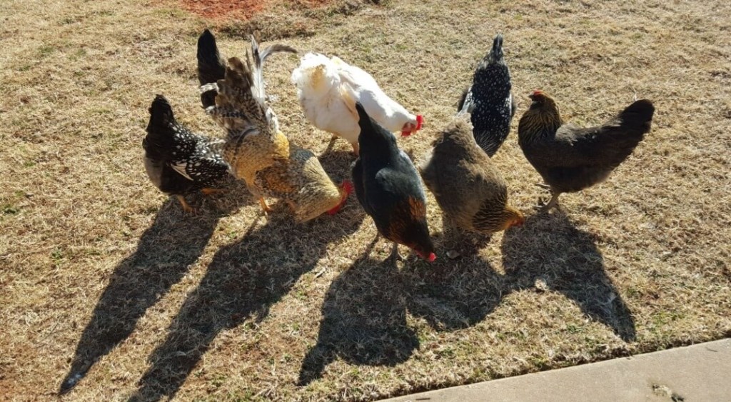 mixed flock of chickens pecking the ground