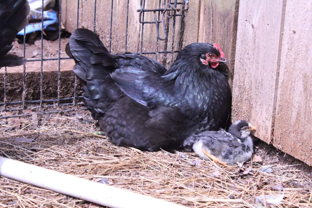 black broody hen with gray chick in a pen