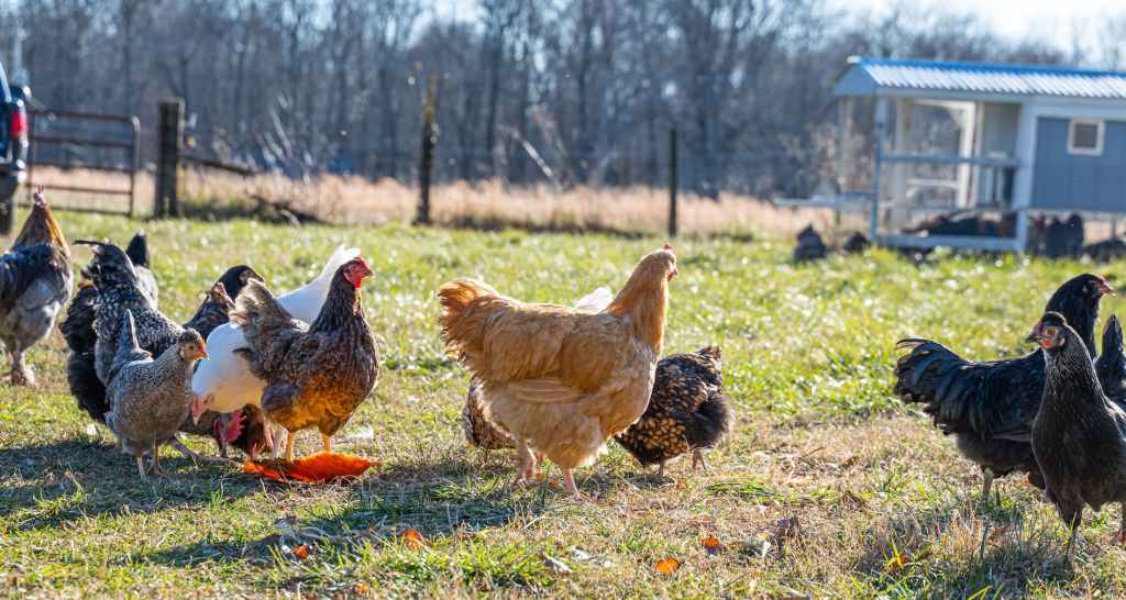 chickens on grassy field