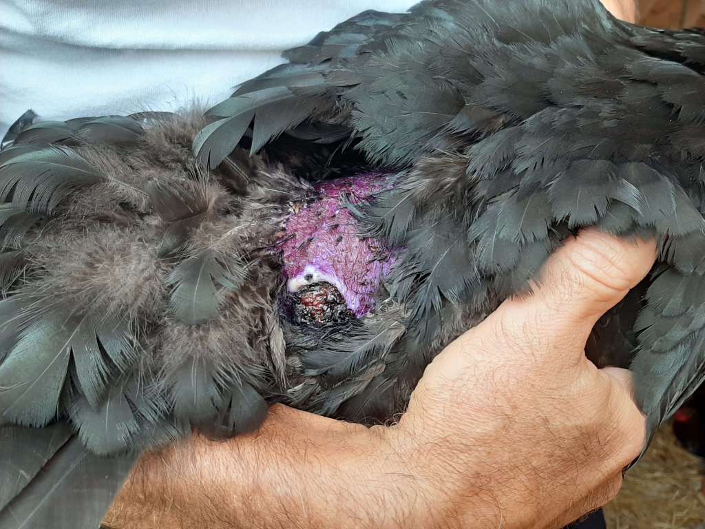purple stain on laceration on black chicken's back