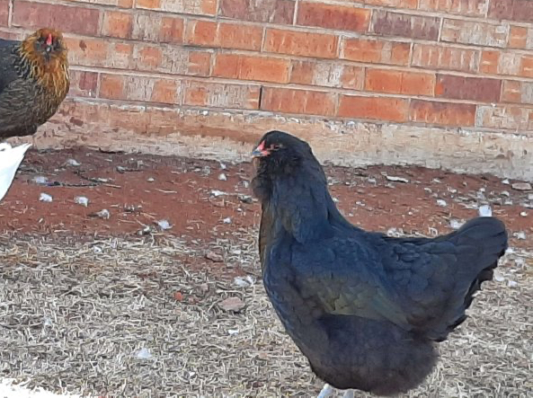 Black Ameraucana hen in front of brick wall