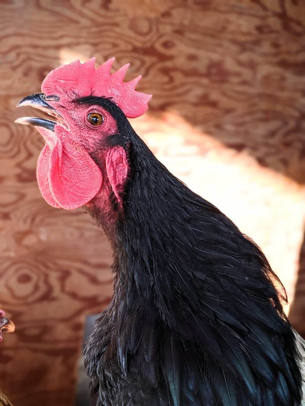 black and red rooster standing on brown concrete floor