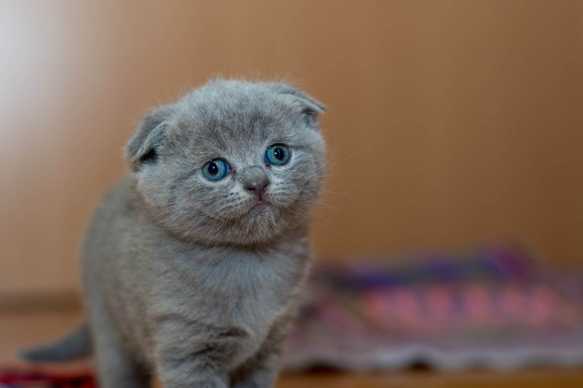 cutest grey fur kitten