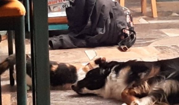 calico cat treading her hind paws next to an Australian shepherd lying on the floor