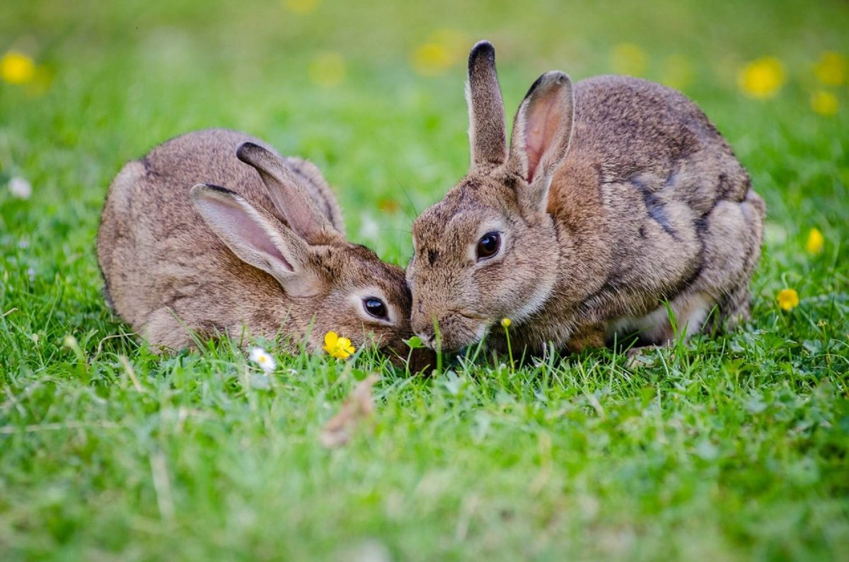 pair of European bonded bunnies on grass