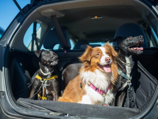 three dogs in an open car trunk