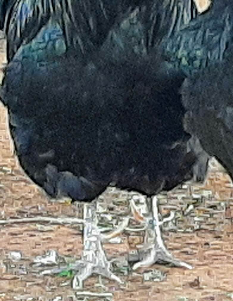 how to remove a rooster's spurs