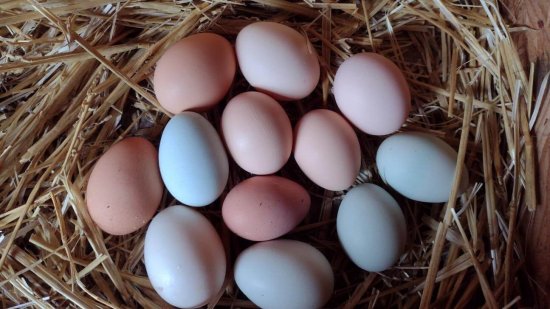multi-colored chicken eggs in nest