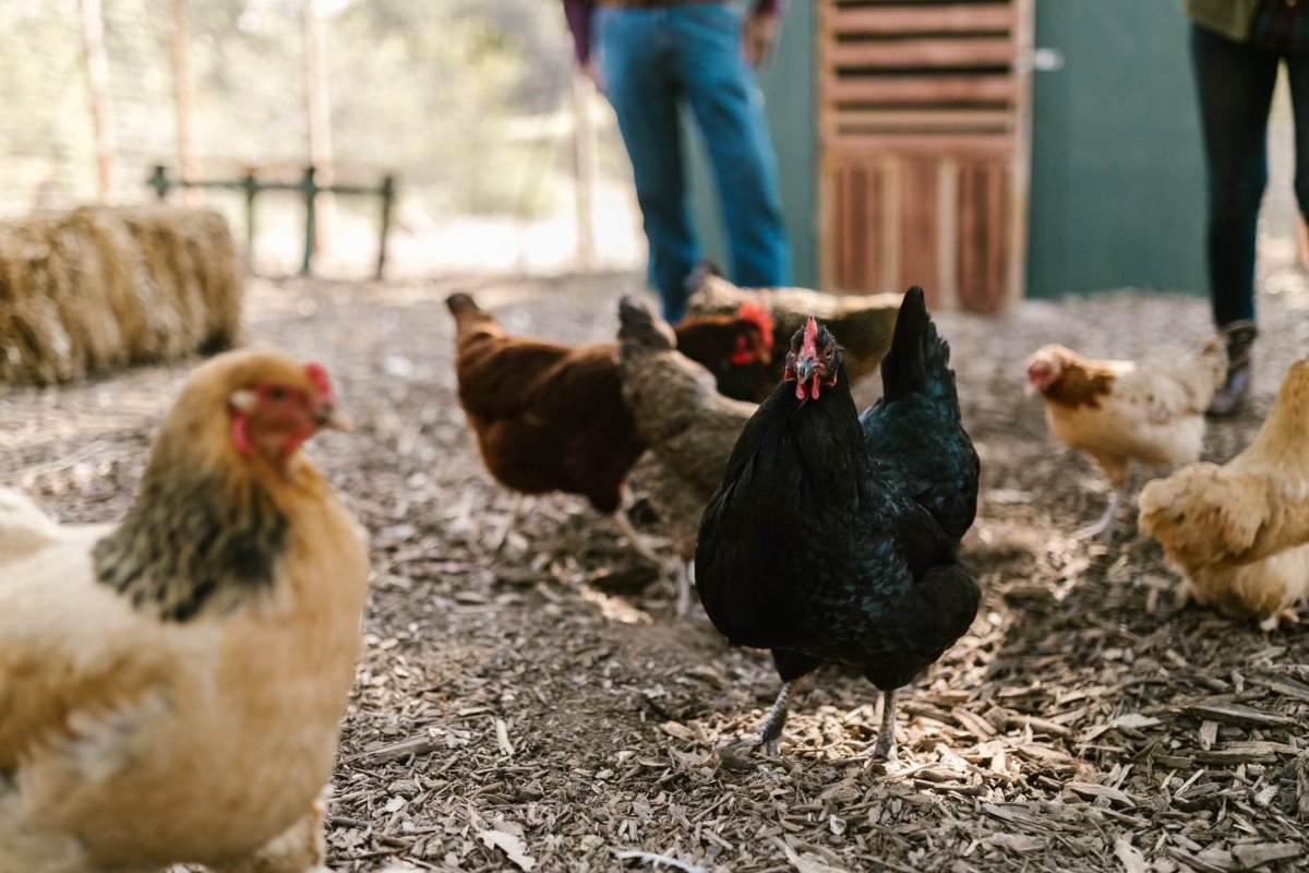 selective focus photo of mixed flock in a barn