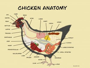 Anatomy of a Chicken on beige background